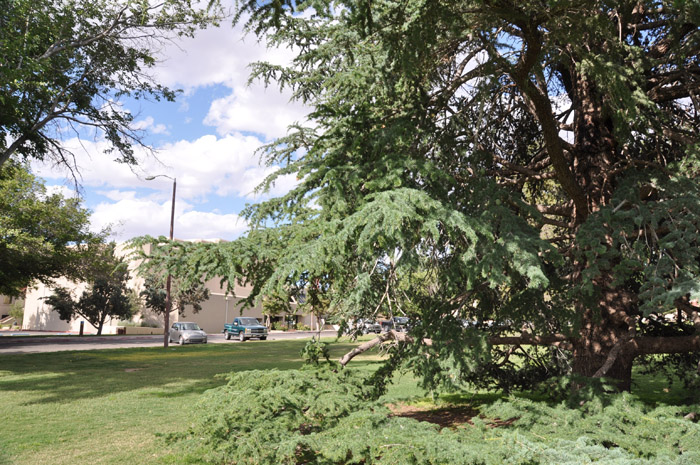 Plant photo of: Cedrus deodara