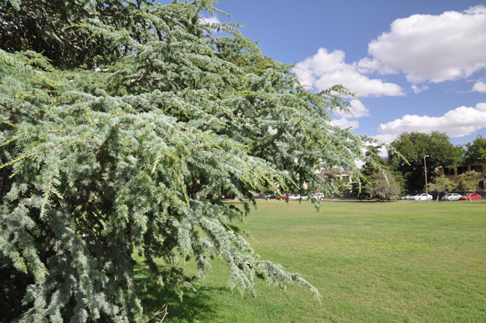 Plant photo of: Cedrus deodara