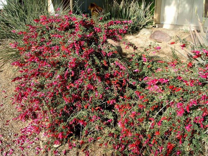 Plant photo of: Eremophila maculata 'Valentine'