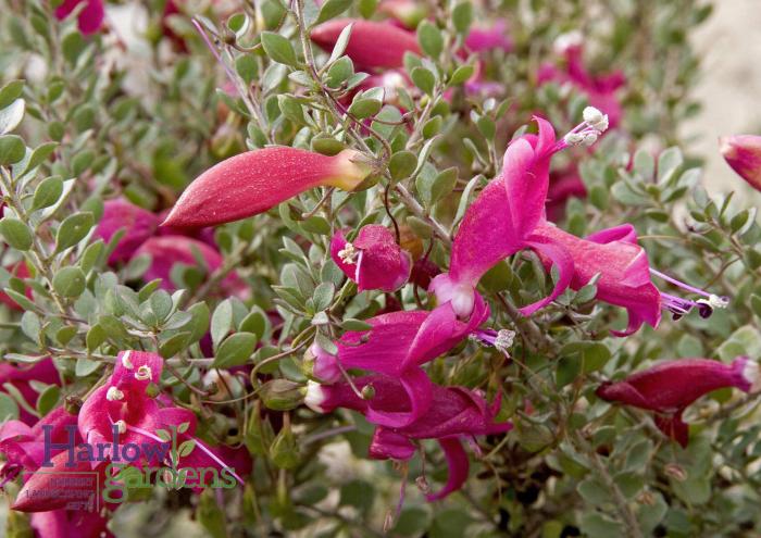 Plant photo of: Eremophila maculata 'Valentine'