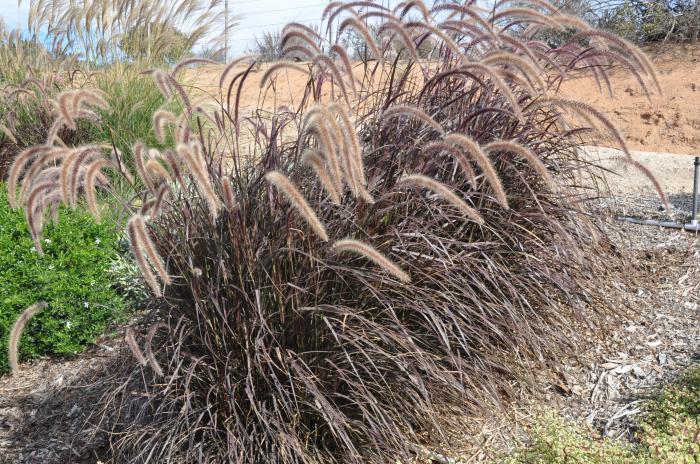 Plant photo of: Pennisetum 'Rubrum'