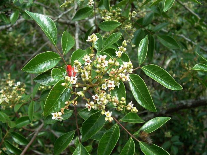 Plant photo of: Rhus virens