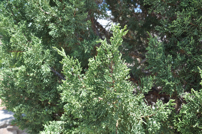 Plant photo of: Juniperus sabina 'Tamariscifolia'