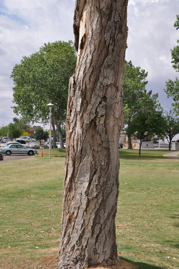 Plant photo of: Populus fremontii