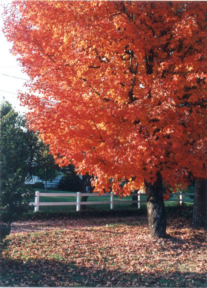 Plant photo of: Acer saccharinum