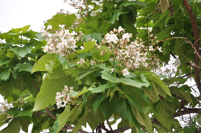 Plant photo of: Catalpa speciosa