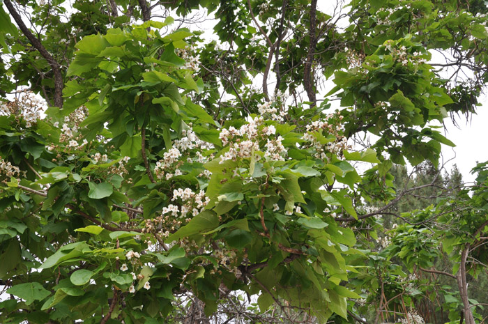 Plant photo of: Catalpa speciosa