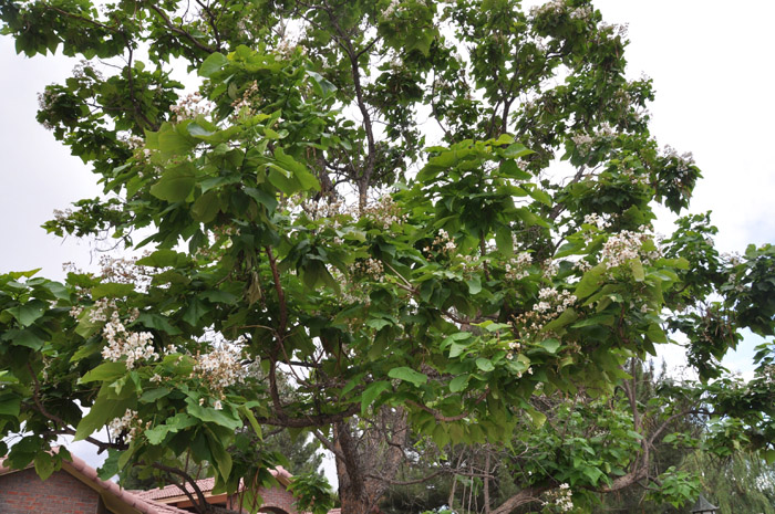 Plant photo of: Catalpa speciosa