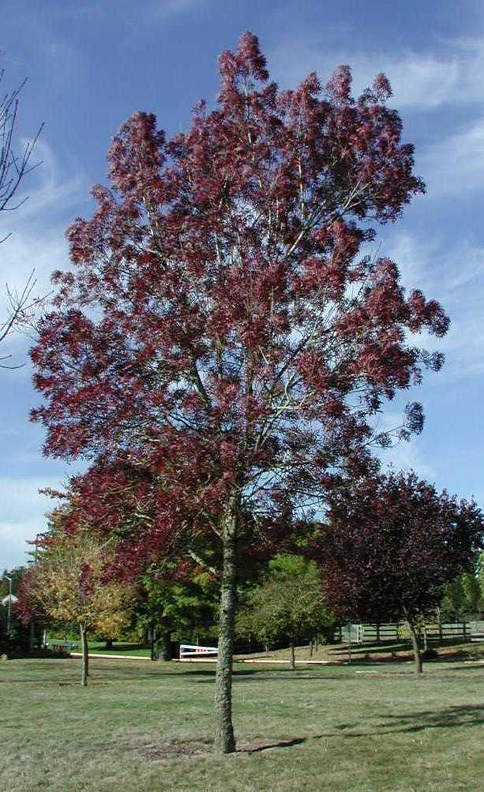 Plant photo of: Fraxinus angustifolia 'Raywood'