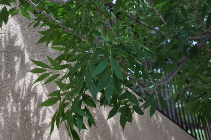 Plant photo of: Fraxinus angustifolia 'Raywood'