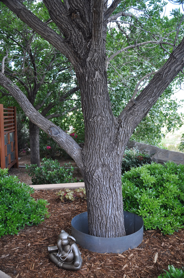 Plant photo of: Fraxinus angustifolia 'Raywood'