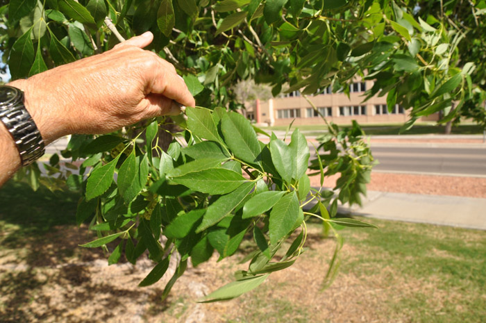 Plant photo of: Fraxinus velutina