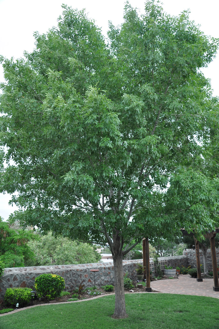 Plant photo of: Fraxinus velutina