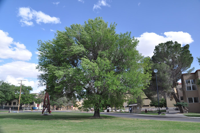 Plant photo of: Fraxinus velutina