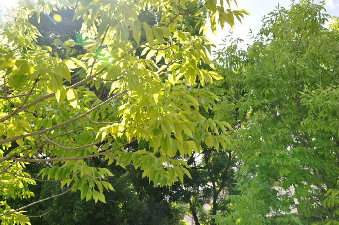 Plant photo of: Fraxinus velutina