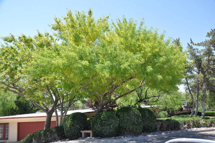 Plant photo of: Fraxinus velutina