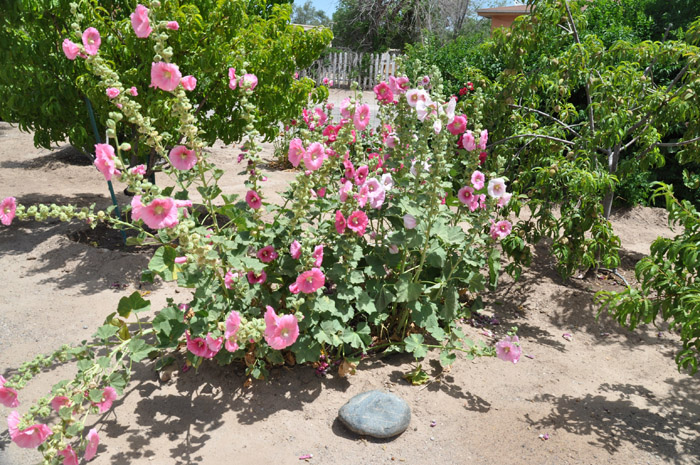 Plant photo of: Alcea rosea