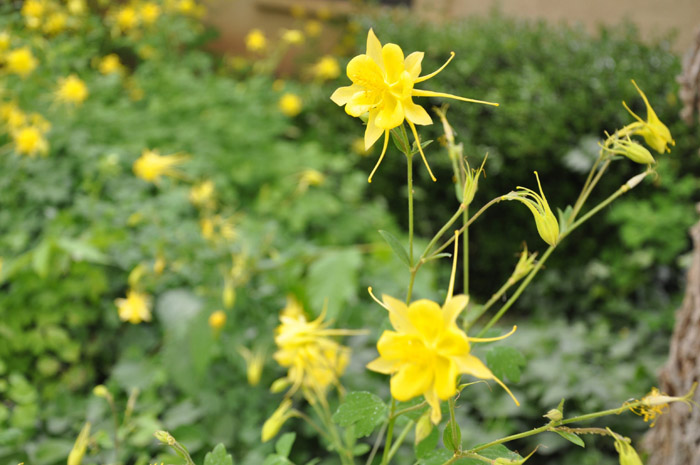 Plant photo of: Aquilegia chrysantha