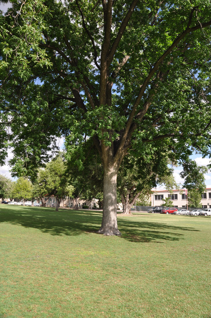 Plant photo of: Carya illinoieninsis