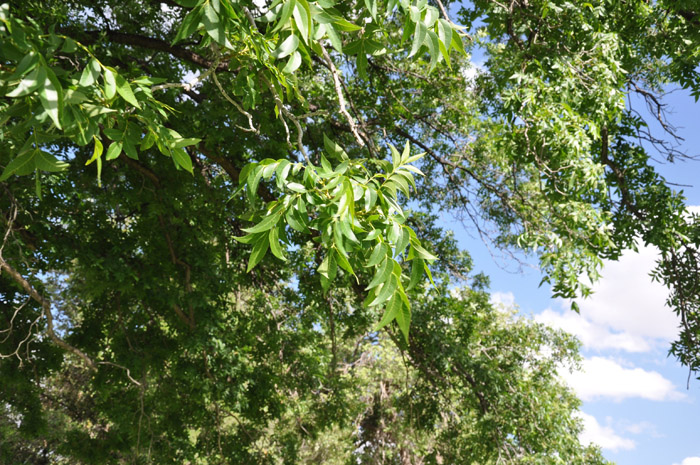 Plant photo of: Carya illinoieninsis