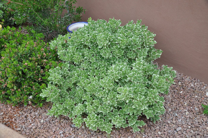 Plant photo of: Pittosporum ten. 'Marjorie Channon'