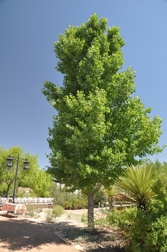 Plant photo of: Populus nigra 'Italica'