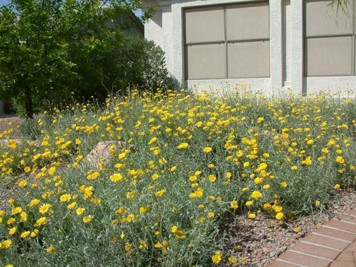 Plant photo of: Baileya multiradiata