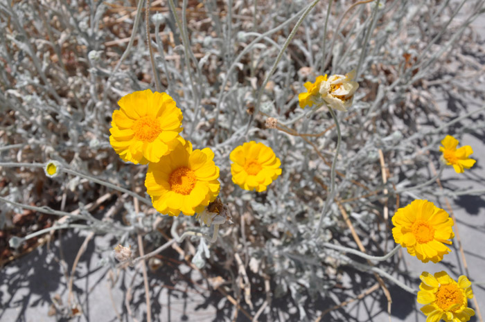 Plant photo of: Baileya multiradiata