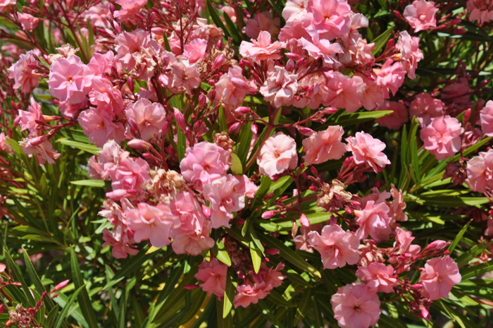 Plant photo of: Nerium oleander