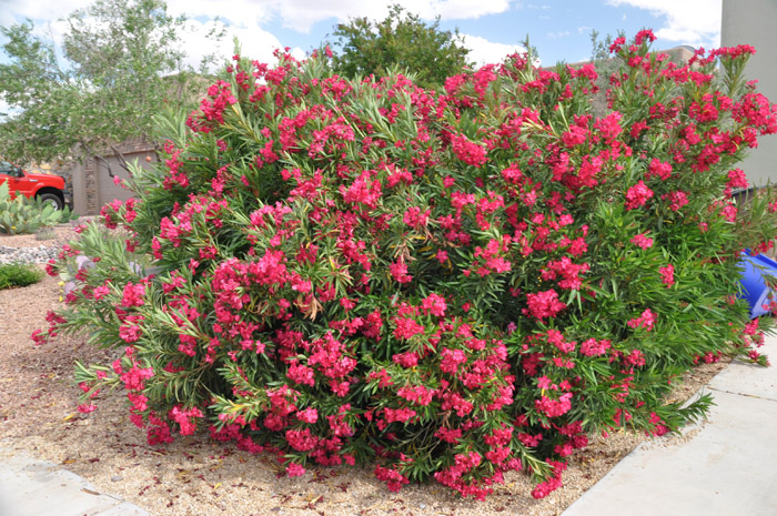 Plant photo of: Nerium oleander