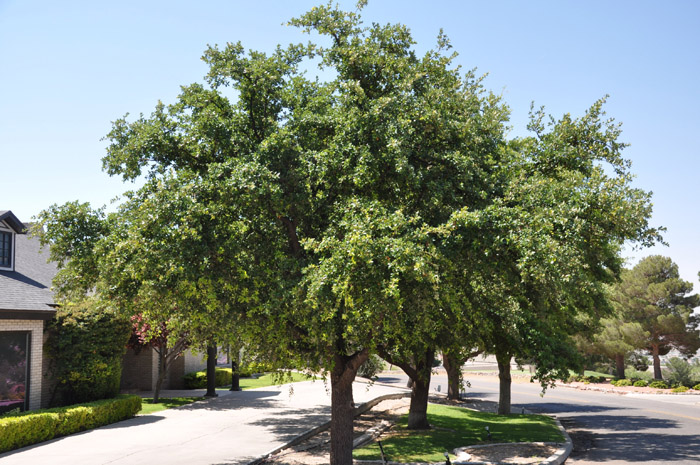 Plant photo of: Quercus virginiana