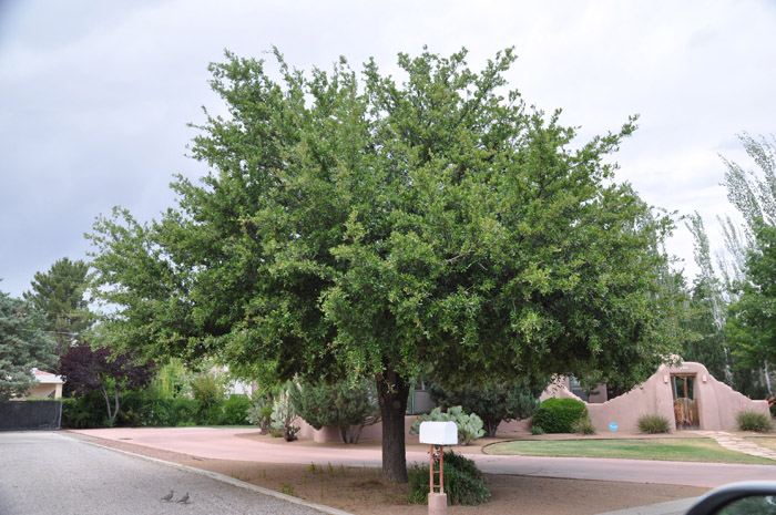 Plant photo of: Quercus virginiana