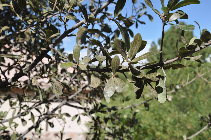 Plant photo of: Quercus virginiana