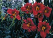 Daylilly Hybrids