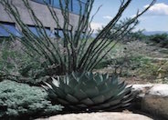 Stout Tooth Agave