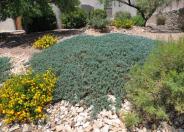 Blue Rug Juniper