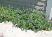 Arroyo Lupine