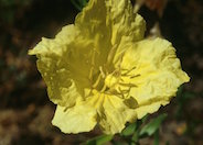 Sundrops, Desert Sundrops