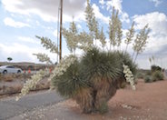 Soaptree Yucca