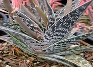 Partridge Breast Aloe