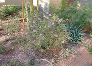 Mexican Ruellia