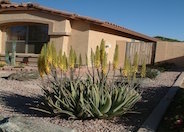 Aloe Vera or Medicinal Aloe