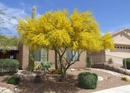 Palo Verde Desert Museum