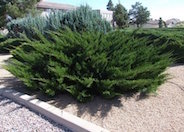 Pfitzer Juniper