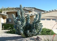 Totem-pole Cactus