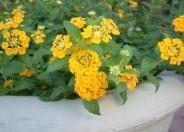 Gold Mound Lantana