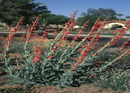 Wright's Penstemon