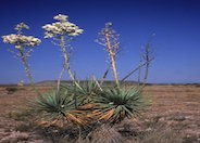 Thompson Yucca