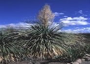 Sonoran tree bear grass