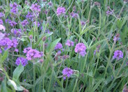 Prairie Verbena, Sandpaper V.